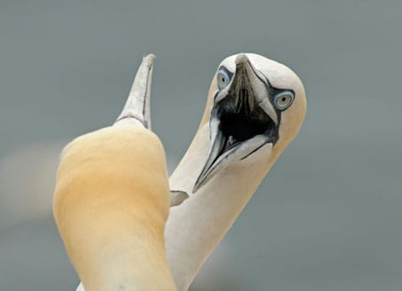 Image of two gannets. Credit: Corbis